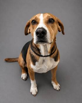 Foxhound Dogs Available for Adoption in Hardeeville, South Carolina - Linus | PetCurious