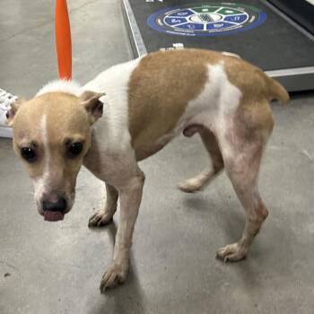 Ted (Teddy) -  Chihuahua Dog for Adoption in Clearwater, Florida - Ted (Teddy) | PetCurious