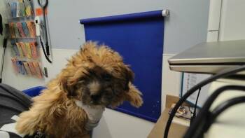 CLARA -  Shih Tzu and Mixed Breed Dog for Adoption in Albuquerque, New Mexico - CLARA | PetCurious