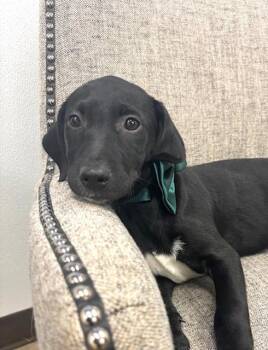 Platinum -  Labrador Retriever and Mixed Breed Dog for Adoption in Hawk Point, Missouri - Platinum | PetCurious