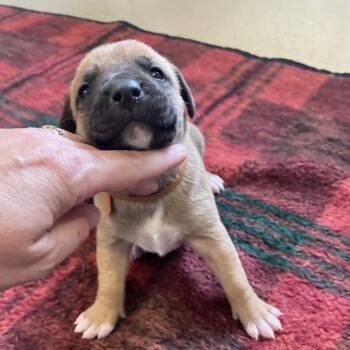 Black Mouth Cur and Beagle Dogs Available for Adoption in Metamora, Michigan - Darla | PetCurious