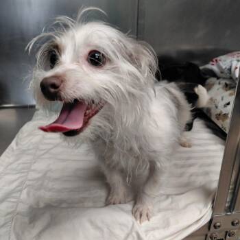 Terrier and Chihuahua Dogs Available for Adoption in Philadelphia, Pennsylvania - Chalupa | PetCurious
