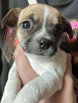 Malia -  Chihuahua Dog for Adoption in Menomonee Falls, Wisconsin - Malia | PetCurious