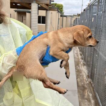 Rook -  Chihuahua and Mixed Breed Dog Available for Adoption in TIMBERCRK CYN, Texas - Rook | PetCurious