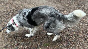 Tellie -  Australian Shepherd Dog for Adoption in Thompson Falls, Montana - Tellie | PetCurious