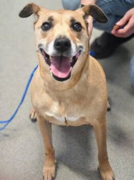 Zoe -  Labrador Retriever and Pit Bull Terrier Dog for Adoption in Bloomington, Indiana - Zoe | PetCurious