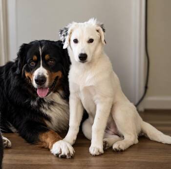 Blanche. I am deaf. Fee is sponsored -  Great Pyrenees and Labrador Retriever Dog for Adoption in Columbia, Maryland - Blanche. I Am Deaf. Fee Is Sponsored | PetCurious