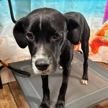 Fudge Ripple -  Retriever and Mixed Breed Dog for Adoption in Gastonia, North Carolina - Fudge Ripple | PetCurious