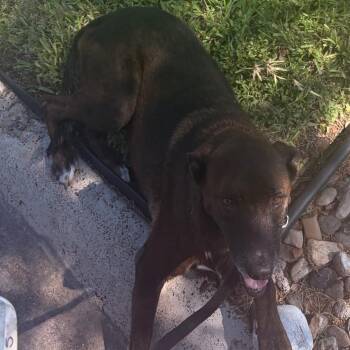 Ruby -  Shepherd and Mixed Breed Dog for Adoption in Edinburg, Texas - Ruby | PetCurious