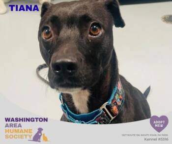 Tiana -  Pit Bull Terrier Dog for Adoption in Eighty Four, Pennsylvania - Tiana | PetCurious