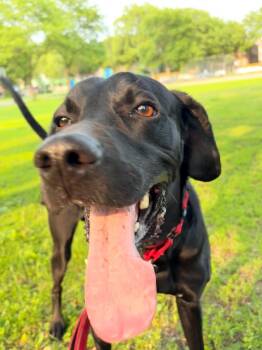 Rescue Mixed Breed Dogs for Adoption in Minneapolis, Minnesota - Eddie | PetCurious
