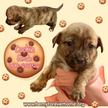 Dachshund Dogs Available for Adoption - Cookie | PetCurious