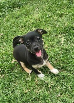 Chihuahua Dogs Available for Adoption in Elkhorn, Wisconsin - 3 Chihuahua Mix Puppies | PetCurious