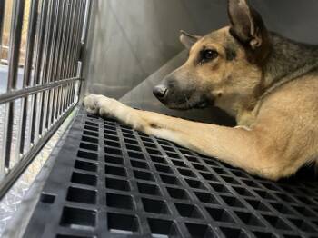 BOX -  Mixed Breed Dog for Adoption in Dallas, Texas - BOX | PetCurious