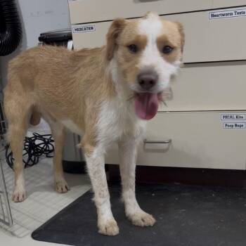 Max Oliver -  Parson Russell Terrier and Mixed Breed Dog for Adoption in Houston, Texas - Max Oliver | PetCurious