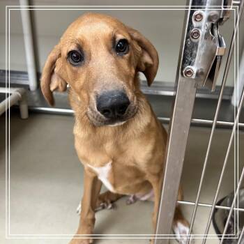 Cooper -  Shepherd Dog for Adoption in Midland, Texas - Cooper | PetCurious