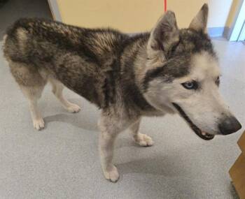 Siberian Husky Dogs Available for Adoption - BENJAMIN | PetCurious