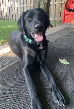 Ozzy -  Black Labrador Retriever and Standard Poodle Dog for Adoption in Rigaud, Quebec - Ozzy | PetCurious
