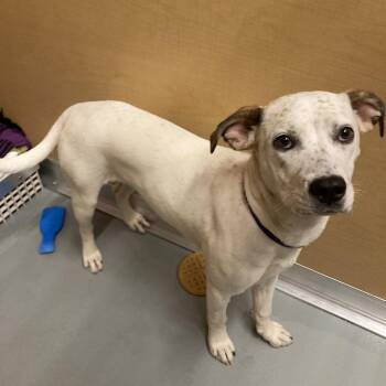 Mixed Breed Dogs Available for Adoption in Saint Charles, Missouri - Pepper | PetCurious