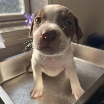 German Shorthaired Pointer Dogs Available for Adoption - Salem | PetCurious