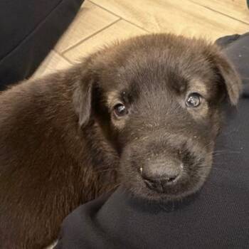 Smooth Collie and German Shepherd Dog Dogs Available for Adoption - Omelette | PetCurious