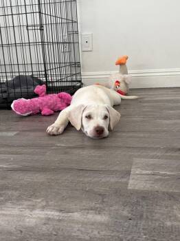 CR - Casper -  Labrador Retriever Dog for Adoption in San Diego, California - CR - Casper | PetCurious