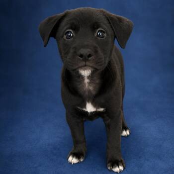 Labrador Retriever Dogs Available for Adoption in Heber Springs, Arkansas - Eli | PetCurious