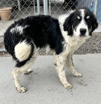 61149557 -  Great Pyrenees Dog for Adoption in Elko, Nevada - 61149557 | PetCurious