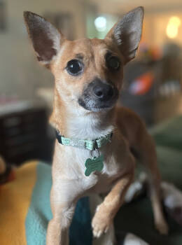 Rescue Chihuahua Dogs for Adoption in Bothell, Washington - Pumpkin | PetCurious