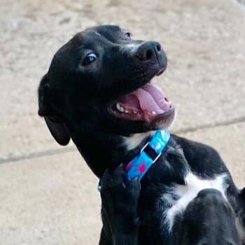 Dante -  Mixed Breed Dog for Adoption in Owosso, Michigan - Dante | PetCurious