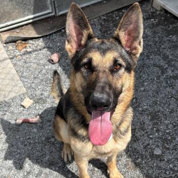 Echo (26-347) -  German Shepherd Dog Dog for Adoption in New Ringgold, Pennsylvania - Echo (26-347) | PetCurious