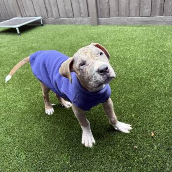 Ben 2945 -  Terrier and Mixed Breed Dog for Adoption in Loxahatchee Groves, Florida - Ben 2945 | PetCurious