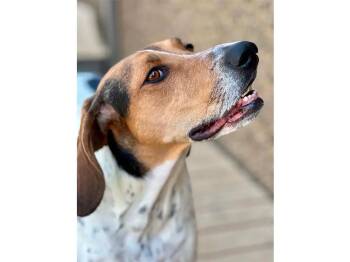 Miss Lucy (CA) -  Treeing Walker Coonhound Dog for Adoption - Miss Lucy (CA) | PetCurious