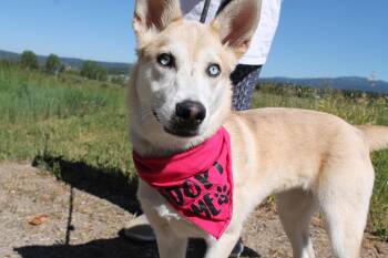 Camila -  Mixed Breed Dog for Adoption in Mccall, Idaho - Camila | PetCurious
