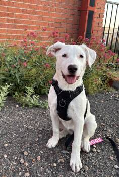 Donut -  Cattle Dog Dog for Adoption in Denver, Colorado - Donut | PetCurious