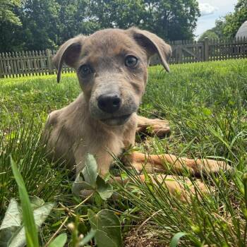 Rainier -  German Shepherd Dog and Mixed Breed Dog for Adoption in Rockville, Maryland - Rainier | PetCurious