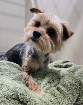 Yorkshire Terrier Dogs Available for Adoption in Lindenhurst, New York - 26-152 | PetCurious