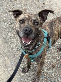 Pit Bull Terrier Dogs Available for Adoption in Sunnyvale, California - Pixie | PetCurious