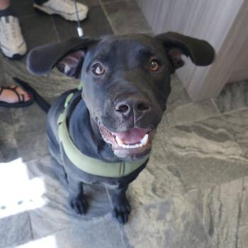 Randy -  Labrador Retriever and Rottweiler Dog for Adoption in Clearwater, Florida - Randy | PetCurious