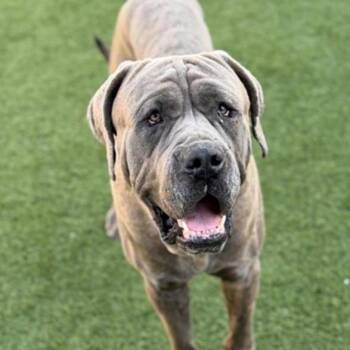 Mastiff Dogs Available for Adoption in Apple Valley, California - Baby Huey | PetCurious