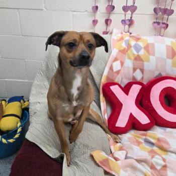 Mixed Breed Dogs Available for Adoption - Nacho | PetCurious