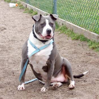 American Staffordshire Terrier Dogs Available for Adoption in Newark, New Jersey - Minnie | PetCurious