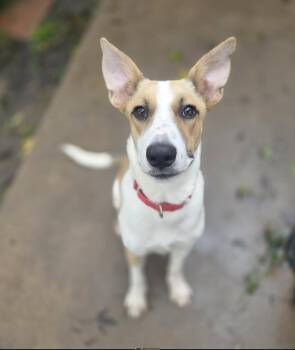Spindle -  Husky Dog for Adoption in Lincoln, Nebraska - Spindle | PetCurious