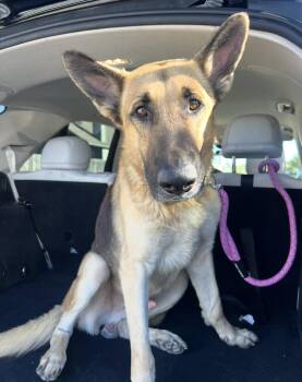 German Shepherd Dog Dogs Available for Adoption - LIAM | PetCurious