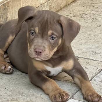 Turkey* -  Pit Bull Terrier Dog for Adoption in San Gabriel, California - Turkey* | PetCurious