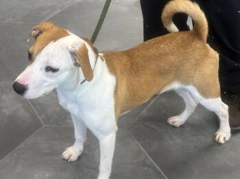 Rosie -  Beagle Dog for Adoption in La Grange, Kentucky - Rosie | PetCurious