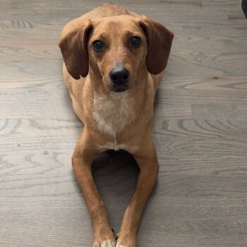 Rescue Mixed Breed Dogs for Adoption in Olathe, Kansas - Bahama Breeze | PetCurious