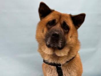 Hashbrown -  Chow Chow and Mixed Breed Dog for Adoption in Minneapolis, Minnesota - Hashbrown | PetCurious