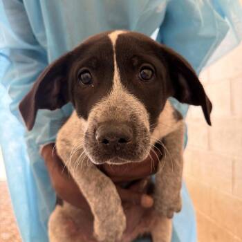 Filter 3160 -  Great Pyrenees and Great Dane Dog for Adoption in Loxahatchee Groves, Florida - Filter 3160 | PetCurious