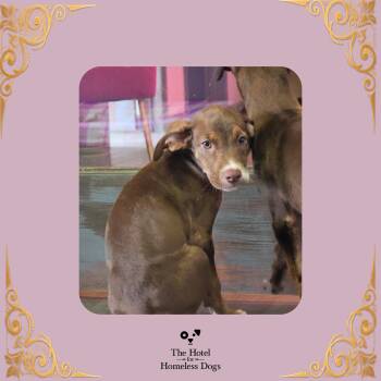 Baby -  Terrier and Mixed Breed Dog for Adoption in Cumberland, Rhode Island - Baby | PetCurious
